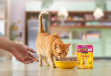 Nestlé Purina expands wet pet food capacity with new Brazil factory