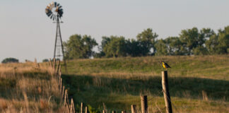 Nestlé and Cargill team up with for the largest regenerative ranching initiative