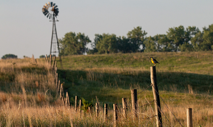Nestlé and Cargill team up with for the largest regenerative ranching initiative 