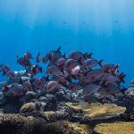 Nestlé invests in O14C to support blue economy and Purina’s sustainability goals