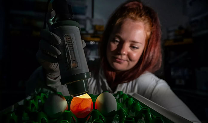 New CRISPR chicken cell model could transform poultry vaccine production