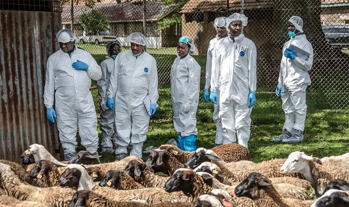 New FAO-led study points to productivity as key for antibiotic reduction