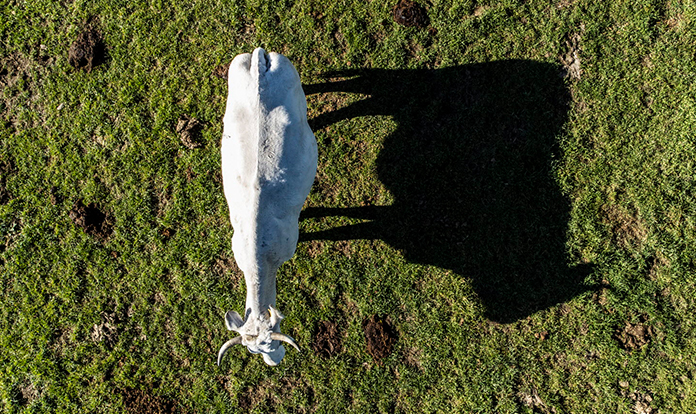 New FAO report maps pathways towards lower livestock emissions