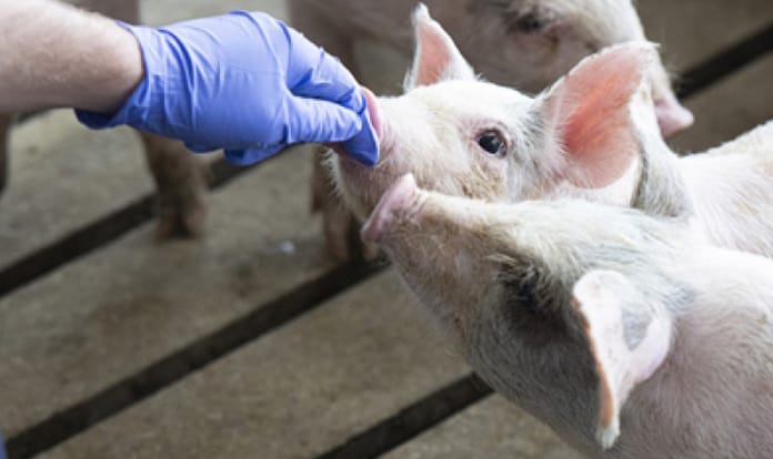 New FreVAX smartphone app brings piglet vaccination to another level
