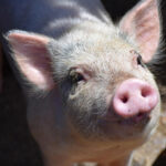 New Novus book to focus on modern sow nutrition and production