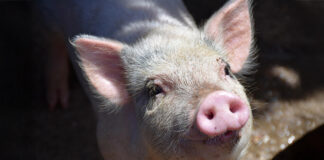 New Novus book to focus on modern sow nutrition and production