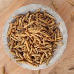 New Report: Insect protein could be 13.5 times worse for climate than soy