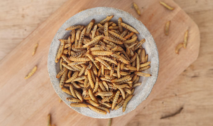 New Report: Insect protein could be 13.5 times worse for climate than soy