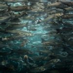 New Research: Animal health and welfare is future of sustainable aquaculture