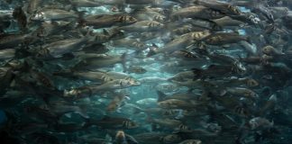 New Research: Animal health and welfare is future of sustainable aquaculture