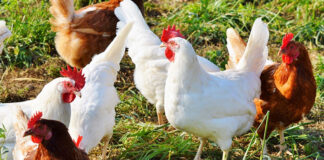 New Research: Mycotoxins cost poultry farms £150k