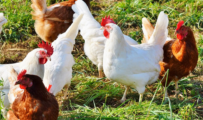 New Research: Mycotoxins cost poultry farms £150k