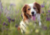 New Study: ADM's heat-treated postbiotic supports dog oral health