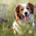 New Study: ADM's heat-treated postbiotic supports dog oral health
