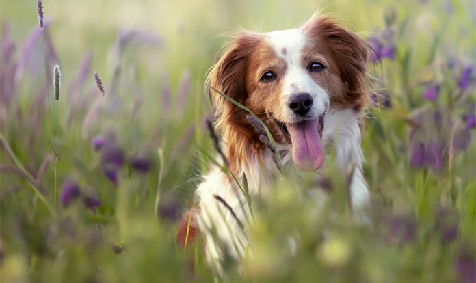 New Study: ADM's heat-treated postbiotic supports dog oral health
