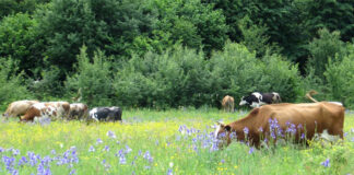 New Study: Agroecology reduces agriculture’s negative impacts