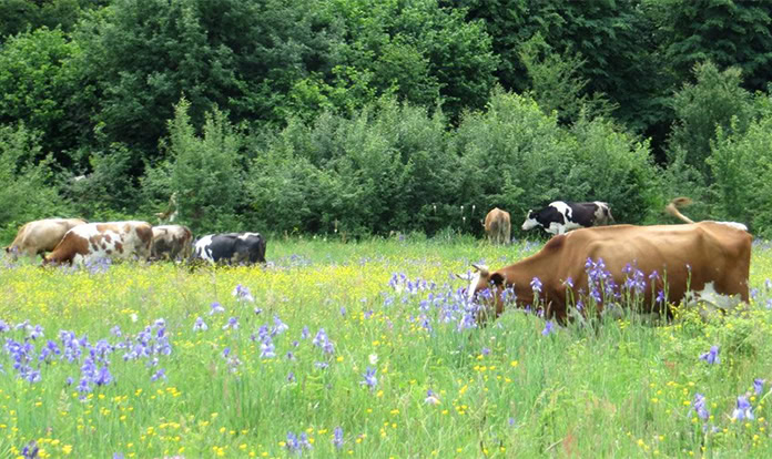 New Study: Agroecology reduces agriculture’s negative impacts