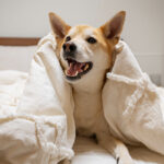 New Study: Indole-rich postbiotic reduces itching in dogs