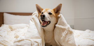 New Study: Indole-rich postbiotic reduces itching in dogs