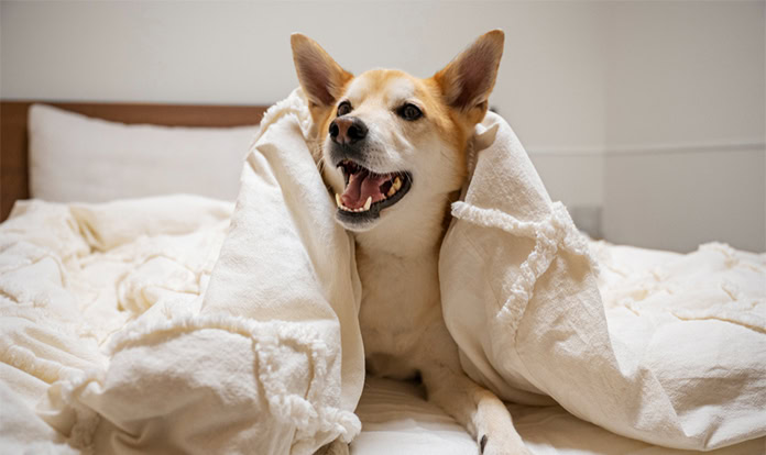 New Study: Indole-rich postbiotic reduces itching in dogs