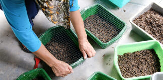 New Study: Insect-based foods unlikely to replace meat in Western diets