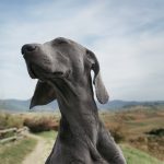 New Study: Insect protein enhances skin barrier and antioxidant defences for dogs