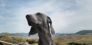 New Study: Insect protein enhances skin barrier and antioxidant defences for dogs