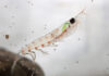 New Study: Krill meal supports salmon during seawater transfer