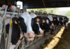 New Study: Nor-Grape® BP-O boosts milk production during heat stress