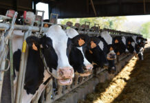 New Study: Nor-Grape® BP-O boosts milk production during heat stress
