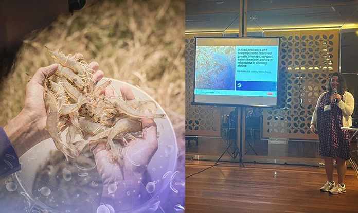 New Study: Right microbial solutions can boost shrimp performance