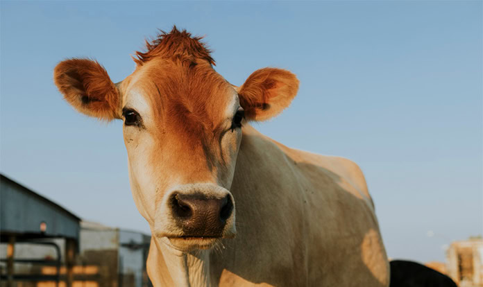 New Study: Tiba’s novel vaccine protects cattle from Foot-and-Mouth Disease