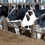 New Study: Whole cottonseed boosts milk fat