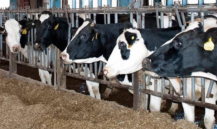 New Study: Whole cottonseed boosts milk fat