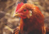 New Utrix poultry solutions debut in Lebanon