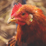 New Utrix poultry solutions debut in Lebanon