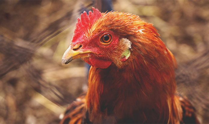 New Utrix poultry solutions debut in Lebanon