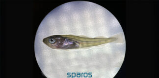 New WINCod microdiet targets key cod hatchery challenges