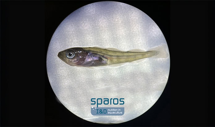 New WINCod microdiet targets key cod hatchery challenges