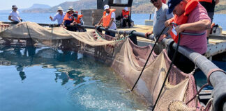New aquaculture centre supports sustainable fish farming in Mediterranean
