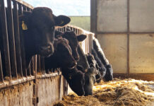 New data highlights forage trace element decline in 2025