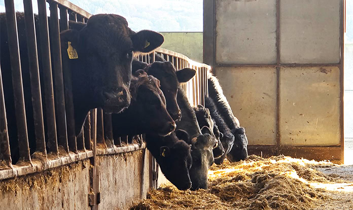 New data highlights forage trace element decline in 2025