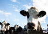 New dyscalcemia solution targets transition cow performance
