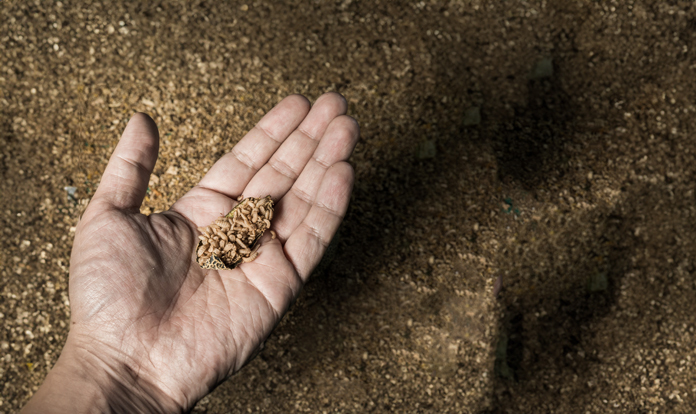 New fraction from insect meal tested in feed