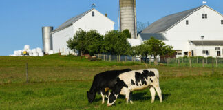 New initiative aims to fill critical animal health research gaps