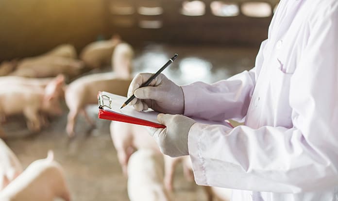 New insights into healthy piglet weaning confirm role of the microbiota and immune transfer