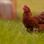 New insights on digestible arginine requirements in broilers