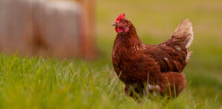 New insights on digestible arginine requirements in broilers