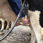 New mastitis project aims to reduce antibiotic use and milk waste