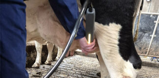 New mastitis project aims to reduce antibiotic use and milk waste